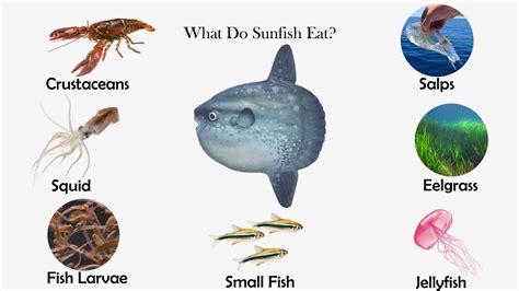 What Do Sunfish Eat? - Feeding Nature