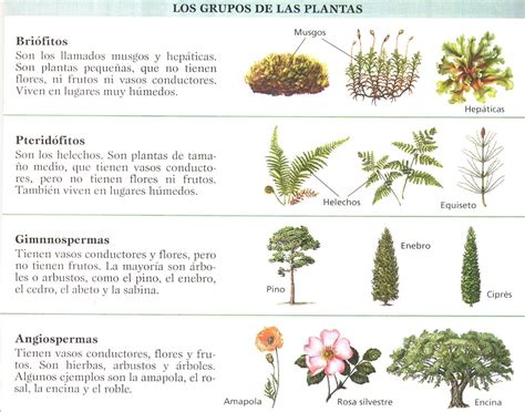 Clasificación de las Plantas | Clasificación de las plantas, Grupos de plantas, Plantas