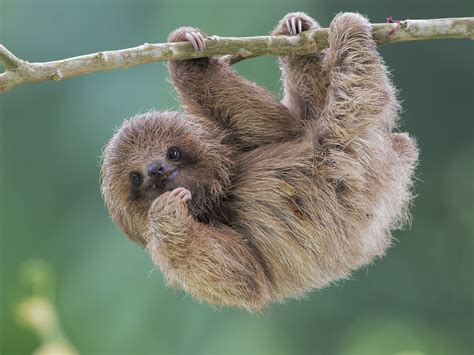 Baby Sloths Wallpapers - Wallpaper Cave