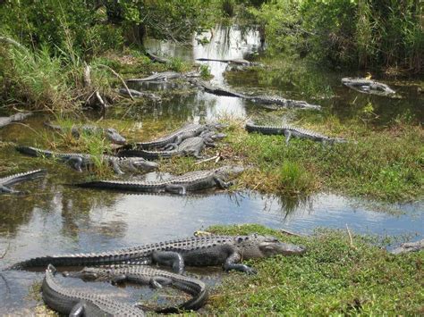 Packing and Planning to Visit Everglades National Park