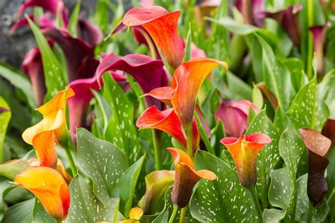 Calla Lily Division: When And How To Divide A Calla Lily Plant