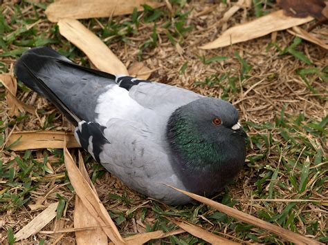 Rock Dove | (E-300; 5/26/2007; 1/250 at f/5.6; ISO 200; whit… | Flickr