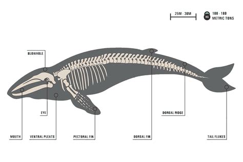 Baleen Whale Anatomy - Calm Water = Calm Whales, and the Reverse is ...