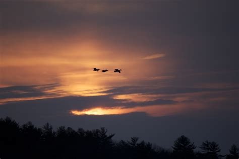 Birds sunset sky free stock photos download (18,243 Free stock photos ...