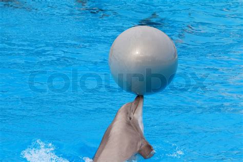 Bottlenose dolphin playing with the ball in the aquarium | Stock image ...