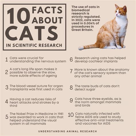 10 Facts Cats :: Understanding Animal Research