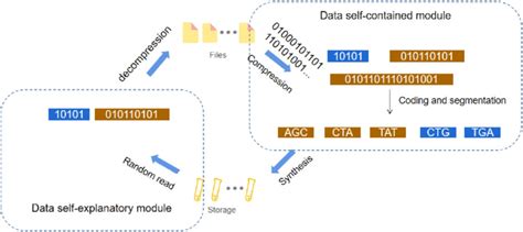 Overview of DNA storage process. | Download Scientific Diagram