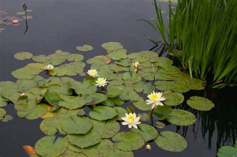 Tips for Growing Water Lilies - Horticulture