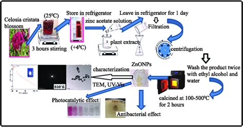 Representative view of the green synthesis stages, characterization and ...