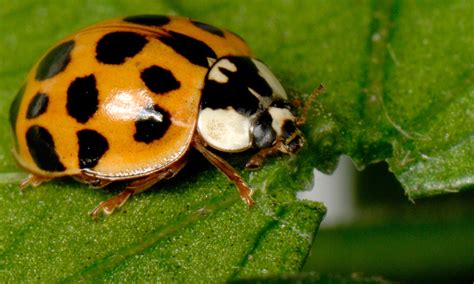 9 Amazing Facts About Ladybirds | Love The Garden