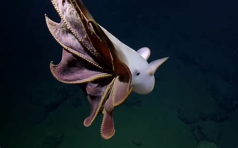 Incredibly Rare Footage of Dumbo Octopus Taken 10,000 Feet Under Sea ...