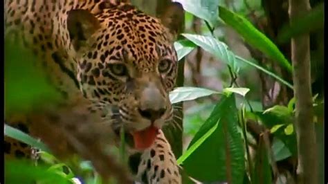 Wild discovery channel animals Journey into Amazonia National geographic documentary #1 - Vidéo ...