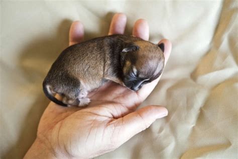 The Smallest Dog Ever - Photos All Recommendation