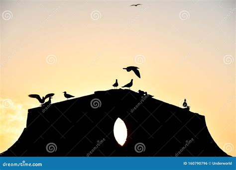 Silhouette of Bird on Beach, Photo As Background Stock Photo - Image of ...