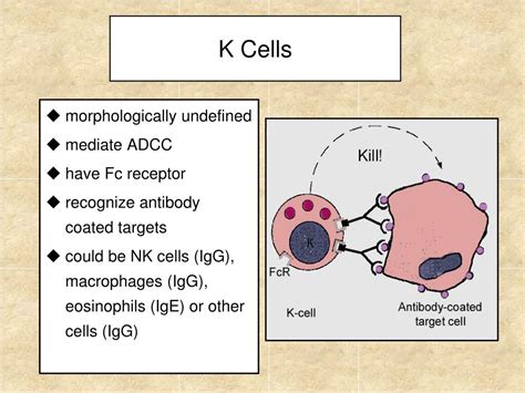 PPT - Overview of the Immune System PowerPoint Presentation, free ...