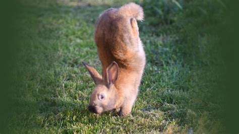 A gene defect may make rabbits do handstands instead of hop