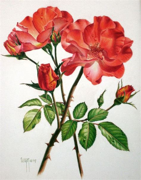 realistic flower drawing colour - Venessa Redmond