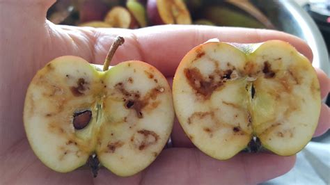 What is an Apple Maggot | Washington State Department of Agriculture