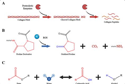 Polymer degradation mechanisms. A Enzymatic degradation depiction with... | Download Scientific ...