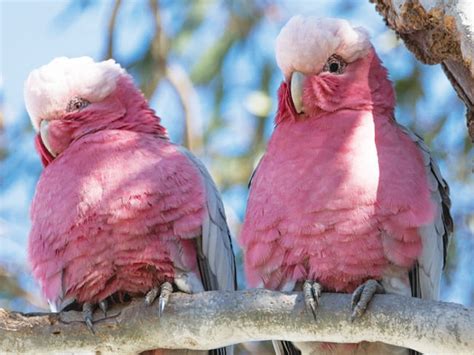 Galah breeding season marked by flocks of noisy pink and grey birds in ...