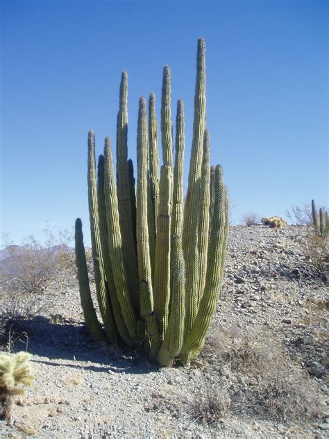 Plant Bios | National Border, National Park: A History of Organ Pipe Cactus National Monument