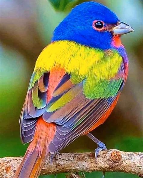 Beautiful Painted Buntings Are Colorful Birds That Perfectly Live Up To Their Name | Beautiful ...