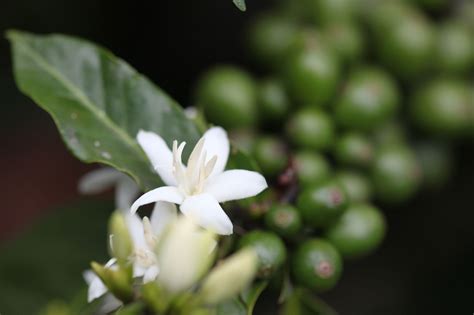 Coffee tree flowering | Coffee tree, Garden, Flowers