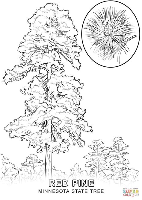 Louisiana State Tree Coloring Page - Coloring Home