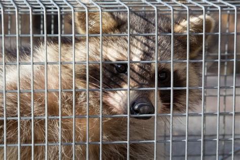 Why Do You Need Professional Raccoon Removal? - The Mind Blown