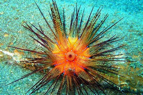 Sea Urchin - Animal Facts for Kids - Characteristics & Pictures