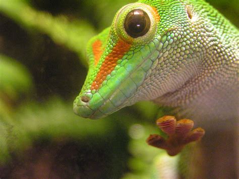 File:Phelsuma gecko.jpg - Wikimedia Commons