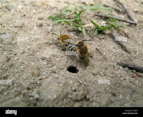 Ground-nesting bees (Colletes succinctus), mating near nest-hole, Brimham Rocks, Yorkshire Stock ...