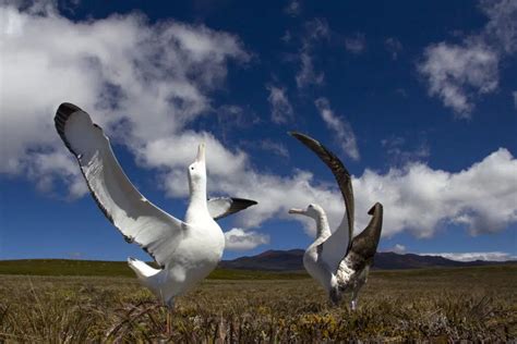 BirdLife South Africa initiative : Marion Island - Indian Ocean Travel