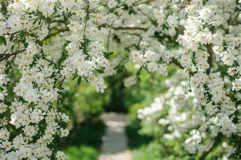 How to Create a White Flower Garden This Spring