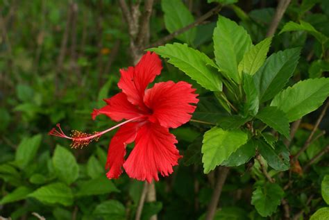 Muda de Hibisco Sortido 28cm | Loja Plantei