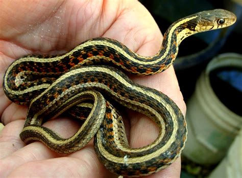 Kansas McKay: Spring time in Kansas - Garter Snakes