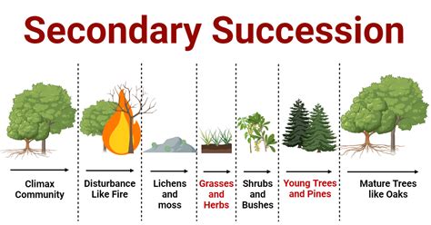 Secondary Succession: Stages, Examples, Importance