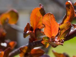 Crabapple bud | With spring arriving I walked around with my… | Flickr