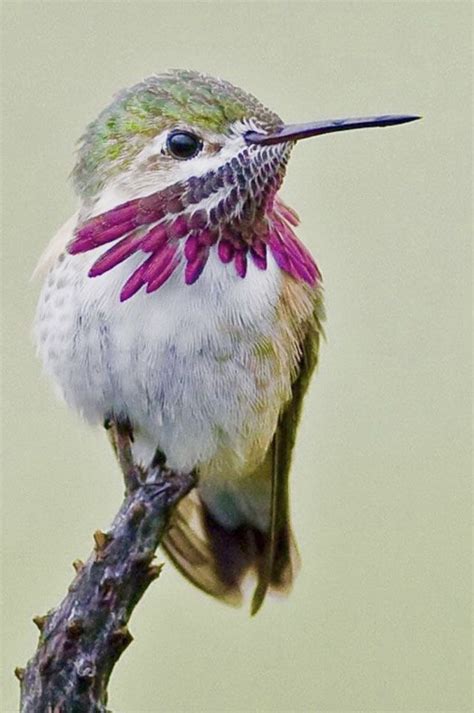 Witness the Elegance of Hummingbirds: Find Insight in Video - Nature ...