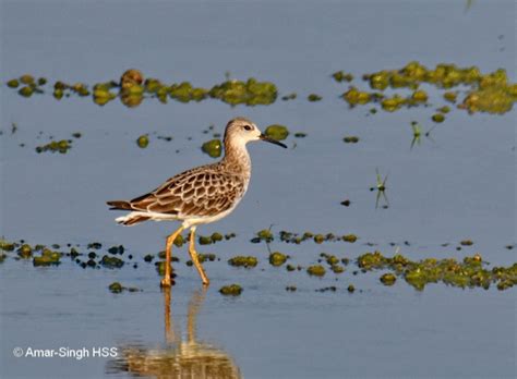 Ruff – males and females - Bird Ecology Study Group