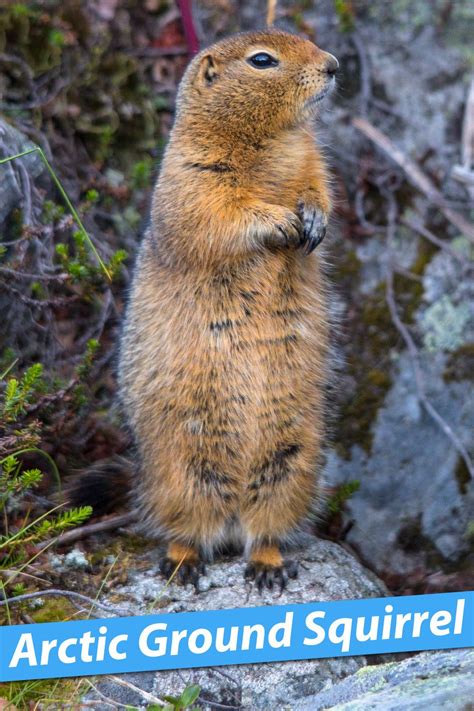 Arctic Ground Squirrel Facts, Pictures & Information: Longest Hibernation | Ground squirrel ...