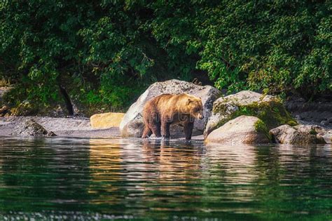 Kamchatka Brown Bear Female and Bear Cubs Catch Fish on the Kuril Lake. Kamchatka Peninsula ...