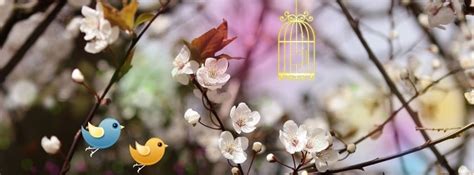 Bird Cage Facebook Covers