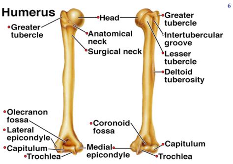 Arm & Hand