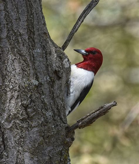 Red-headed Woodpecker Facts, Habitat, Diet, Life Cycle, Baby, Pictures