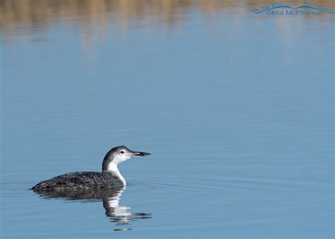 Autumn Common Loon on migration – Mia McPherson's On The Wing Photography