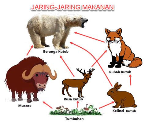 Membuat Jaring Jaring Makanan dalam Ekosistem | Mikirbae