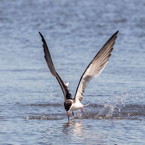 Bird Images of Cedar Key, Florida