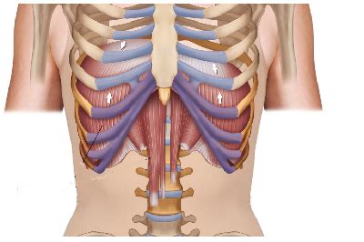 human biology - Solar Celiac Plexus location in body - Biology Stack Exchange