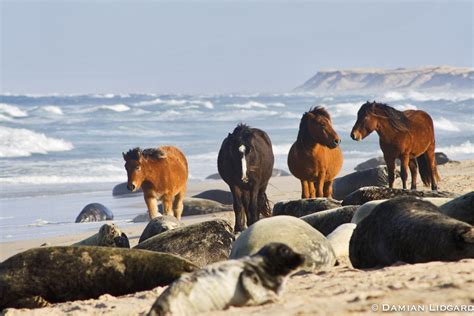 Nature photography from Sable Island | Sable Island wild horses | Lidgard Photography - Lidgard ...